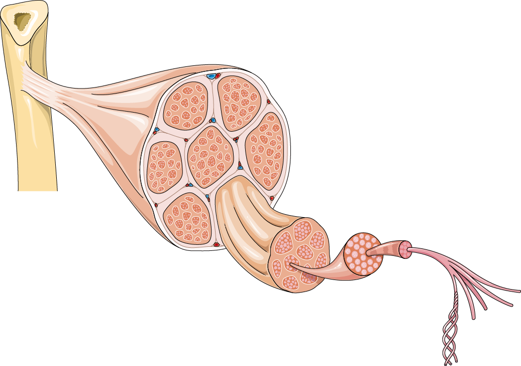 Tendon structure - chirurgie Nice